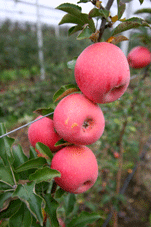 Der rosarote Apfle La Nuova Mela aus Mantua